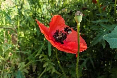 Hummel auf roter Mohnblume