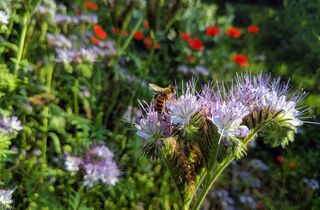 Biene auf lila Phacelia-Blüte