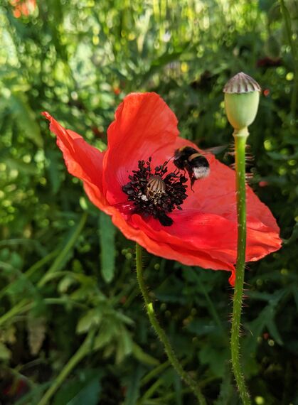 Hummel auf roter Mohnblume