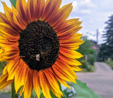Hummel an Sonnenblume