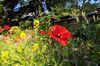 Rote Mohnblume in einem blühenden Garten